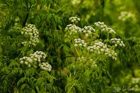 Poison Hemlock (Conium maculatum) - EcoRegistros