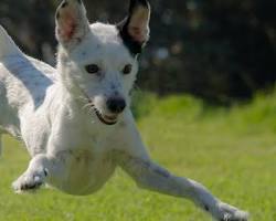 Image of North Chickamauga Greenway Dog Park