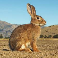 Image result for RABBIT