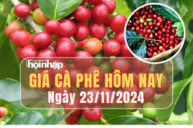 Giá cà phê hôm nay 23/11/2024: Giá cà phê Robusta tăng sát mốc 5.000 USD/tấn