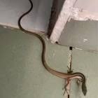 What creature is this? : r/animalid