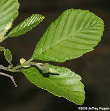 Image result for alder leaves