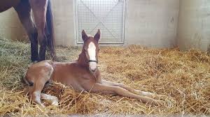 Stallions – WynOaks Farm