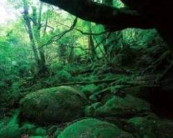 鹿児島県の屋久島