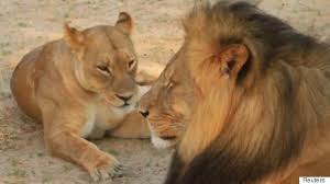 Image result for cecil lion