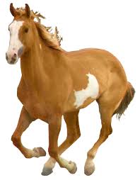 Image result for HORSE