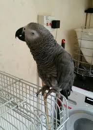 Image result for african grey parrot for sale