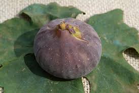 Risultati immagini per fico brogiotto