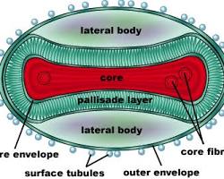 Image of smallpox virus structure
