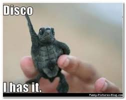 Image result for funny animal pictures