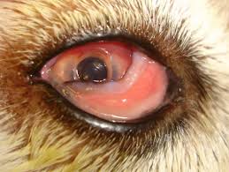 Résultat de recherche d'images pour "eye infection"