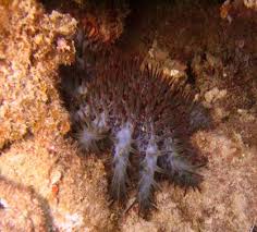 external image images?q=tbn:ANd9GcTBki0iHHxieNt7GADGONrrb1DvrVNFqLpGJAZ5F2wWpO-J-U4syg