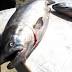 Yukon River king salmon sold commercially for first time in years, but ...