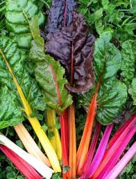 Guinea pigs 2024 swiss chard