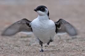 Image result for dovekie