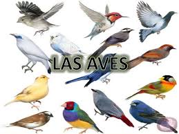 Resultado de imagen para aves