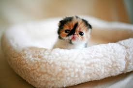Image result for cute kittens