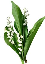 Résultat de recherche d'images pour "images muguet"