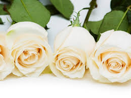 Resultado de imagen de flores blancas