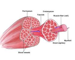 Image of Skeletal muscle anatomy diagram
