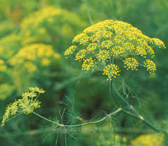 I semi di finocchio vengono utilizzati per preparare ottime tisane perfette per lenire una serie di disturbi digestivi