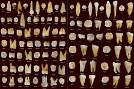 Image result for homo sapiens