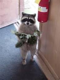 Image result for cat hi