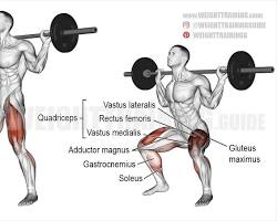 Barbell squats exercise