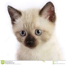 Résultat de recherche d'images pour "les chat siamois"