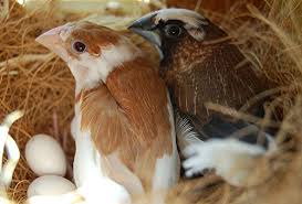 Hasil gambar untuk Society finch