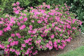 Image result for Azalea azaleas