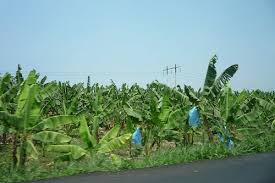 Resultado de imagen para fotos de guineos cultivados en montecristi para exportar hacia europa
