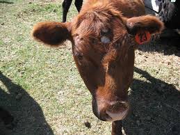 Image result for "ringworm in cattle"