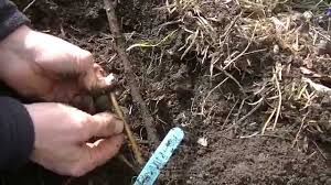 Résultat de recherche d'images pour "burying fig trees"