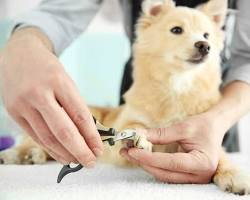 puppy having its nails trimmedの画像