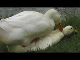 Resultado de imagem para patos