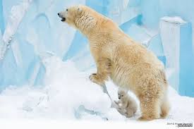 Картинки по запросу зоопарк новосибирска лучшие фото