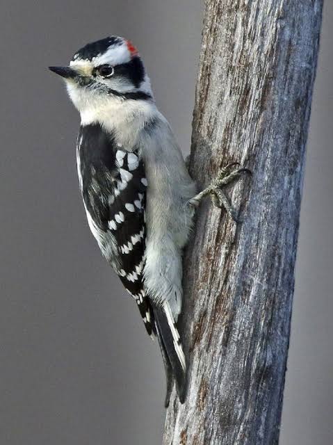Downy woodpecker just keeps going and going