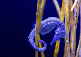 Image result for Seahorses are ‘monogamous’