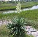 Yucca plant