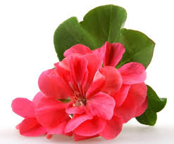 Image result for benefits of geranium oil on skin