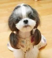 Image result for crazy animals