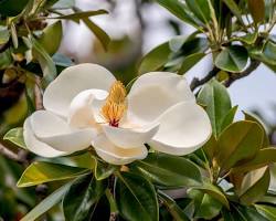 Image of Magnolia grandiflora