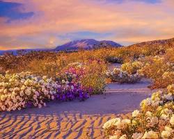 Image of desert wildflowers after rain