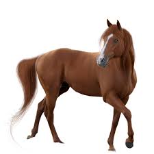 Image result for HORSE