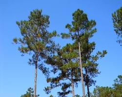 Image of Loblolly Pine (Pinus taeda) tree