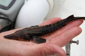 Picture of Lake sturgeon