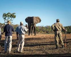Image of Walking safari in Africa