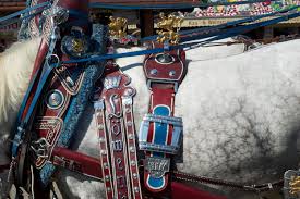 Image result for IRAN HORSES