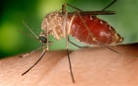 Image result for images of mosquito